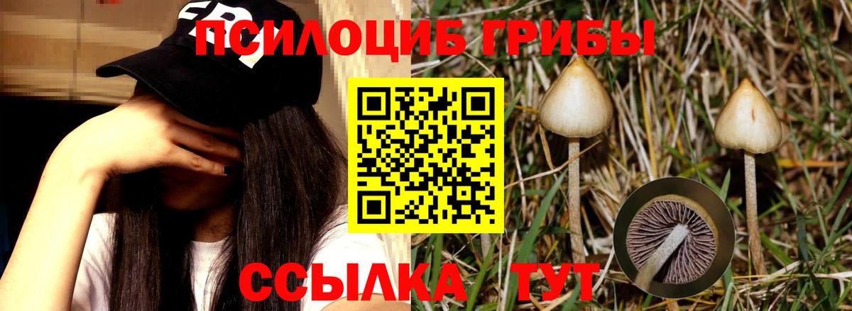 Галлюциногенные грибы Psilocybine cubensis Алексин
